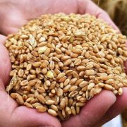 Yerli çiftçiyi Afrin firik buğdayı endişesi sardı
